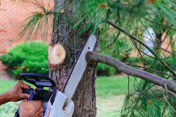 Best Arborist Services Near Me  in Abbeville, SC